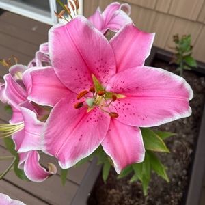 Meet your Posher, Chelsea